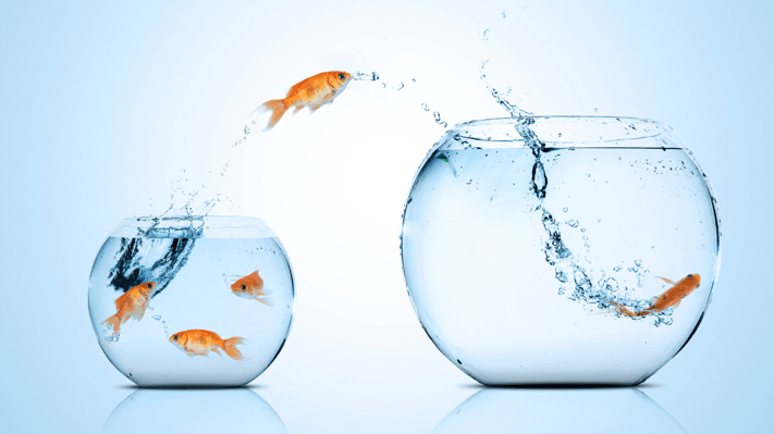 Fish jumping into new bowl